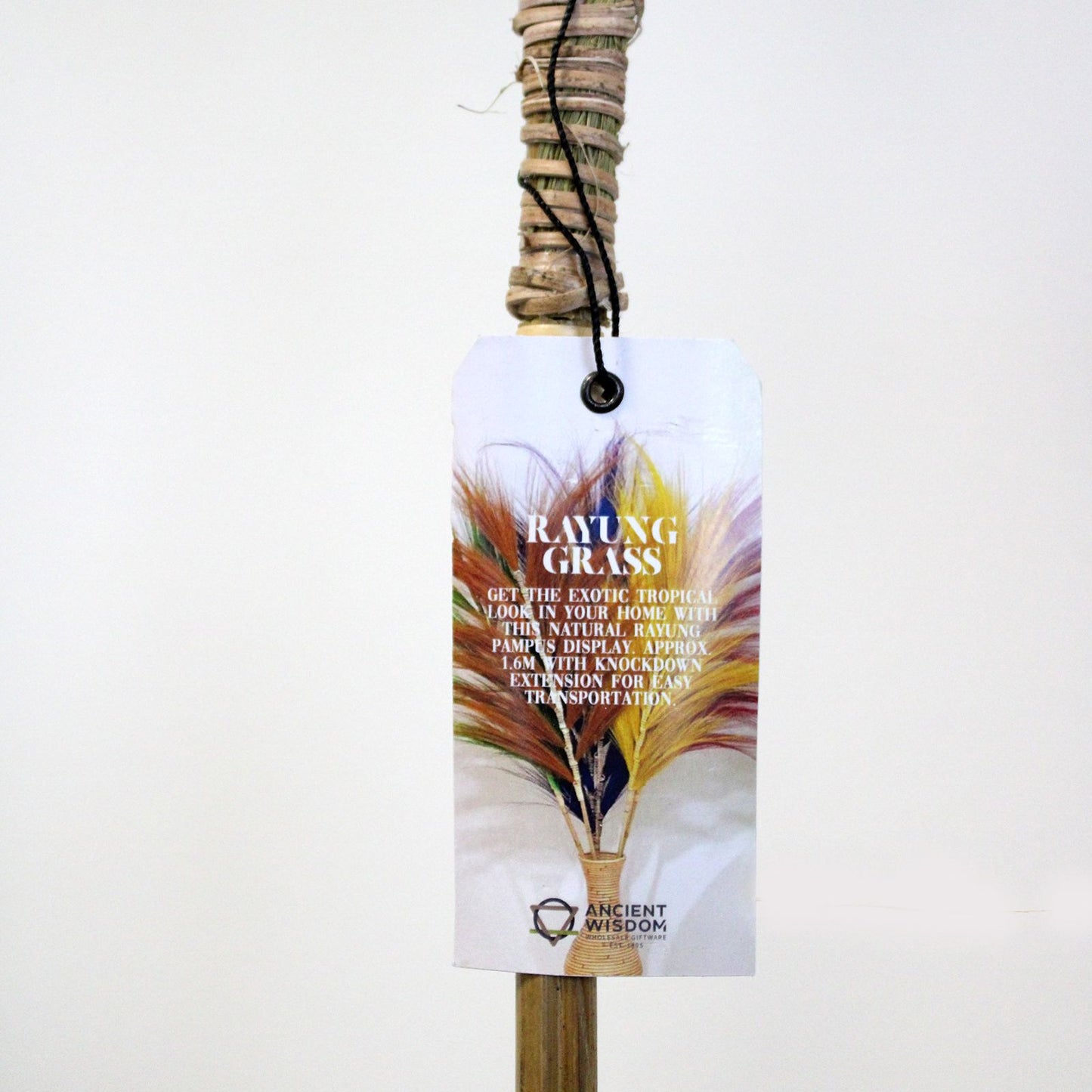 Palmera Natural de Rayung - 1.6m