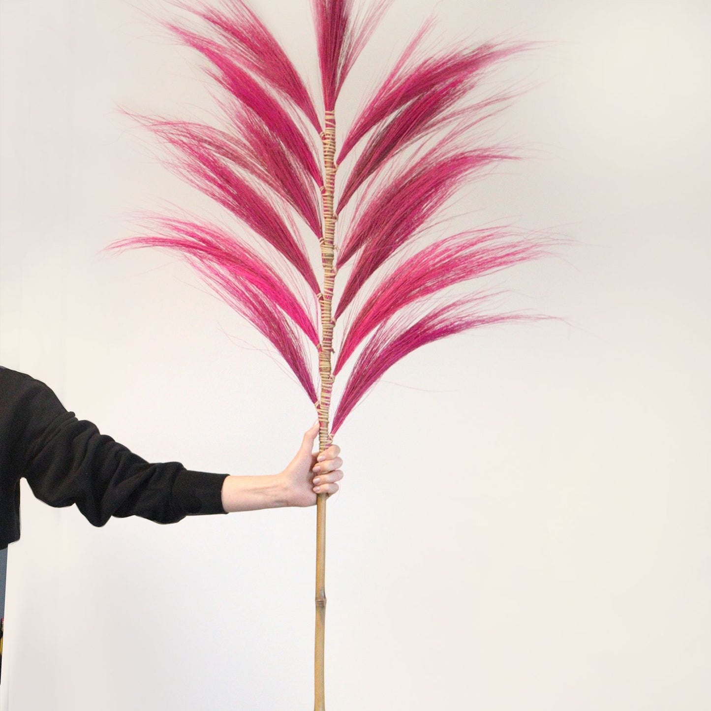 Palmera Rubia de Rayung - 1.6m