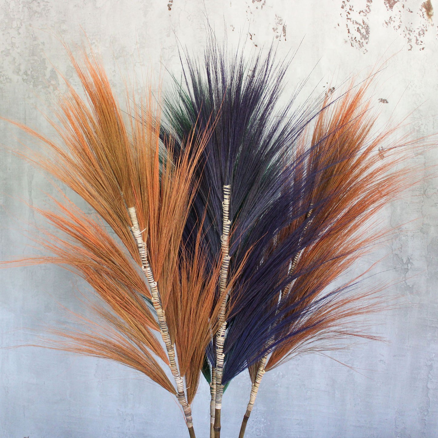 Palmera Coral de Rayung - 1.6m
