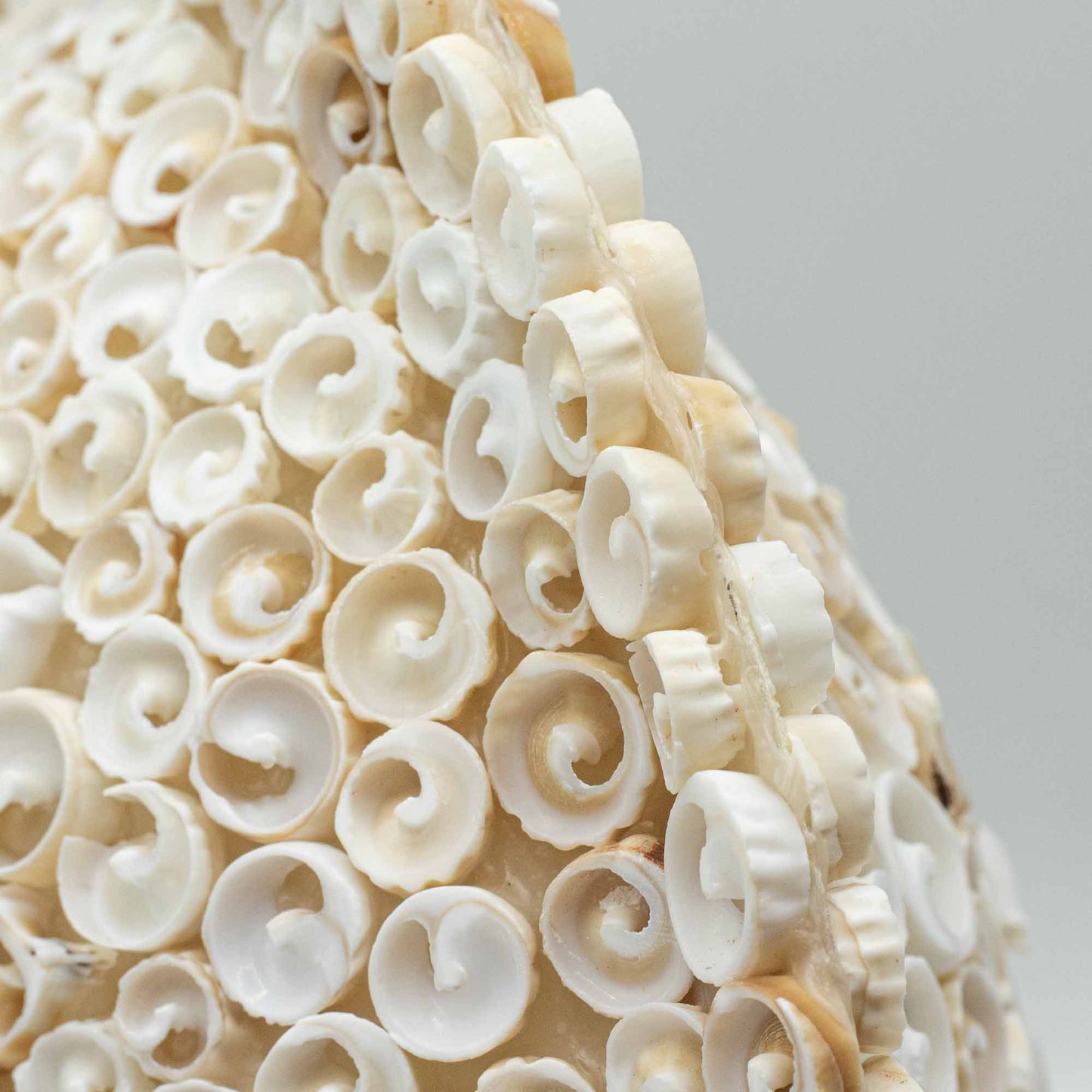 Lámpara Boho de Conchas Marinas - Concha Redonda Grande - 30 cm