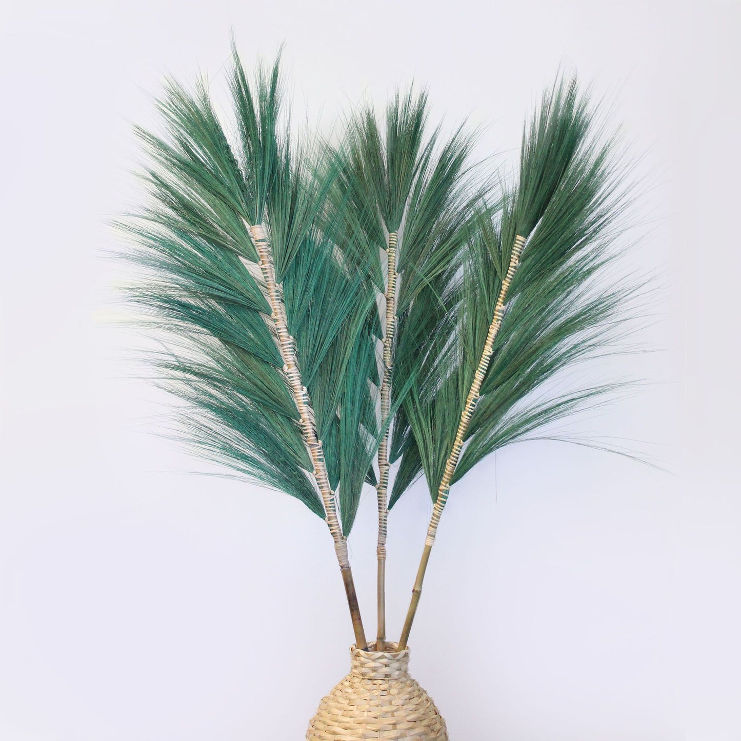 Palmera Verde de Rayung - 1.6m